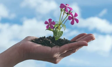 Eine Hand gefüllt mit Blumenerde, aus der eine blühende Pflanze wächst